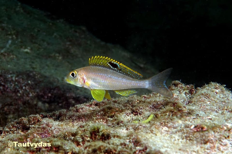 Xenotilapia sp. 'papilio sunflower' Kala